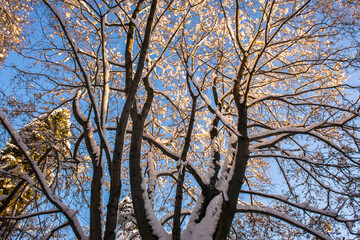 a beautiful old maple tree against the blue winter sky.the branches of a maple tree covered with a thick layer of snow and frost