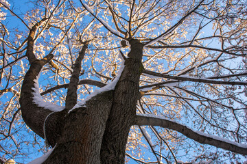 a beautiful old maple tree against the blue winter sky.the branches of a maple tree covered with a thick layer of snow and frost