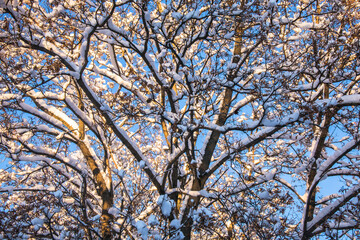 Obraz premium a beautiful old maple tree against the blue winter sky.the branches of a maple tree covered with a thick layer of snow and frost
