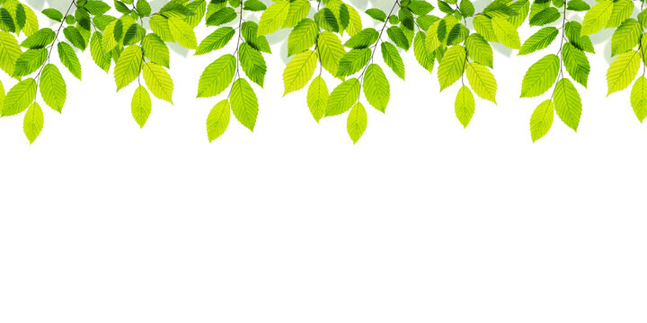 Branch of tree with green leaves isolated on white background. Seamless pattern. Border background with copy space