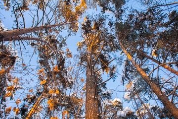 crowns of pines and firs,covered with a thick layer of snow against the blue sky