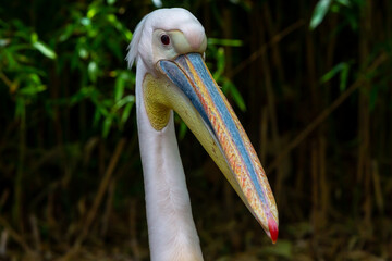 White-winged pelicans bask in the sun and dry their feathers on hot summer days.
