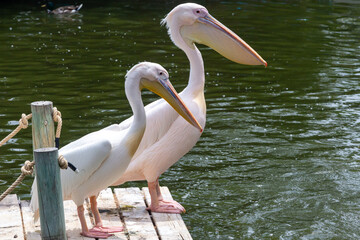 White-winged pelicans bask in the sun and dry their feathers on hot summer days.