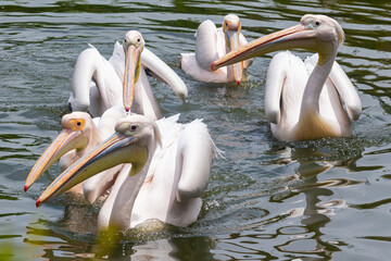 White-winged pelicans enjoy the pond water on hot summer days.