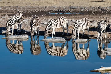 At a waterhole in Etosha National Park, Namibia. Five zebras line up along a waterhole,  refelxion of the zebras on the water - obrazy, fototapety, plakaty