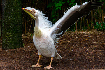 Pelican with outstretched wings. Fisher bird. Large bird. Wild bird