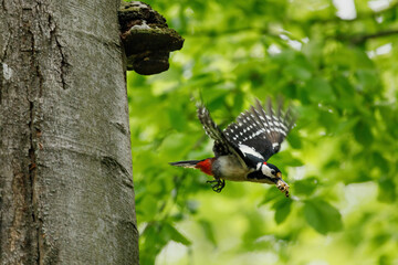 Woodpecker in flight. Great spotted woodpecker, Dendrocopos major, takes off from nesting hole in old beech after feeding chicks. Woodpecker holds trash in beak. Bird breeding season, wild nature.