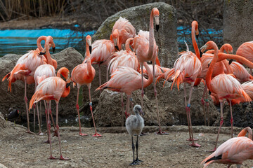 Pink-feathered pelicans dry in the sun on rocks. large birds