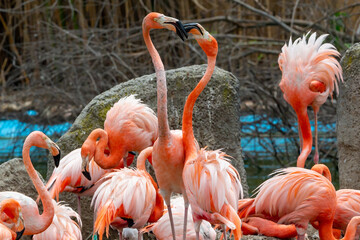 Flamingos in courtship. Mating technique. Love in animals. Group of flamingos sunbathing. Wild birds. Fisher birds. Big-winged birds. Animals in love. Love in nature