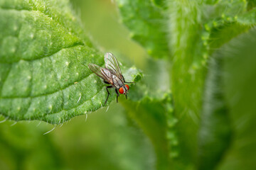 This fly is a garden variety Housefly sitting on a tomato leaf. 