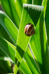 A snail on a blade of grass, sunny day, sunlit © Maria