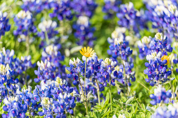 Obraz premium Bluebonnet wildflowers in the Texas hill country.