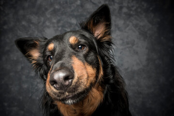 Fototapeta premium Fotografia de perro en estudio