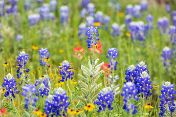 Bluebonnet and other wildflowers in the Texas hill country.