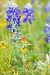 Bluebonnet and other wildflowers in the Texas hill country.
