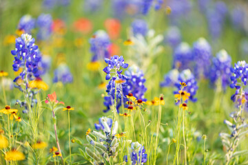 Bluebonnet and other wildflowers in the Texas hill country.