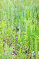 Indian Blanket wildflower in the Texas hill country.