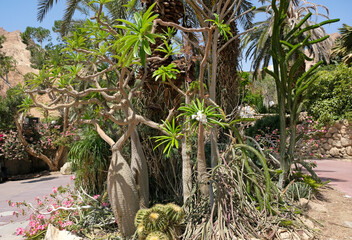 Blooming Pachypodium lamerei in the Ein Gedi Botanical Garden