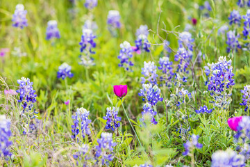 Naklejka premium Bluebonnet and Winecup wildflowers in the Texas hill country.