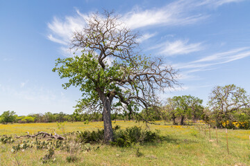 Tree in a pasture in the Texas hill country.