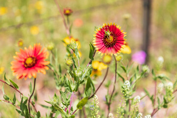 Katydid on an Indian Blanket wildflower in the Texas hill country.