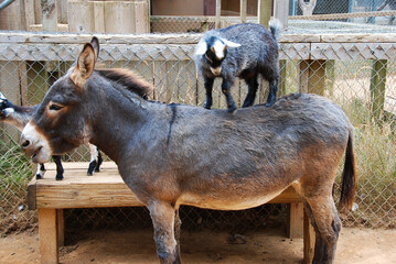 Pygmy Goat hitchhiking on Donkey