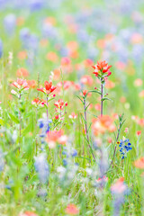 Indian Paintbrush and Bluebonnet wildflowers in the Texas hill country.