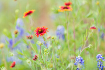 Obraz na płótnie Canvas Indian Blanket and Bluebonnet wildflowers in the Texas hill country.