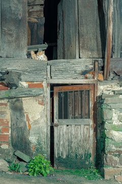 Three brown cats and one black cat in a village in the municipality of Aller in Asturias, Spain.The photograph is taken in an old horreo and with a vertical orientation.