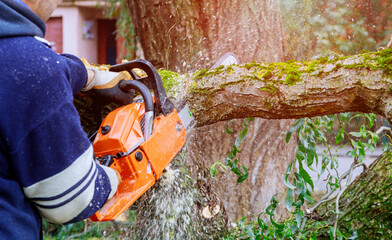 A tree at work up a tree is cutting a tree branch using a chainsaw on fallen tree after storm - Powered by Adobe
