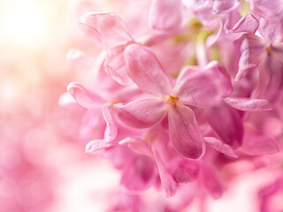 Pink lilac flowers close-up on a bright sunny day. Fragrant lilac blossom macro for greeting card template. Delicate romantic floral background with copy space. Spring postcard mockup.