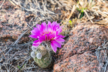 Barrel cactus flower in the Texas hill country.