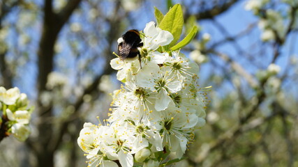 Bee on a flower