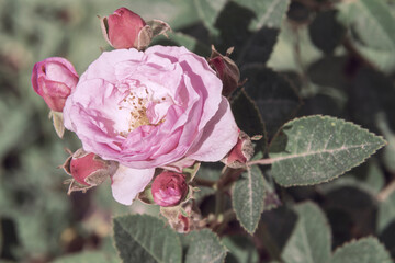 Organic rose in outdoor garden in Guatemala, fresh flowers and sweet aroma.