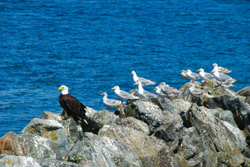 Bald Eagle hanging out with Seagulls