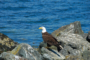 Majestic Bald Eagle on Vancouver Island