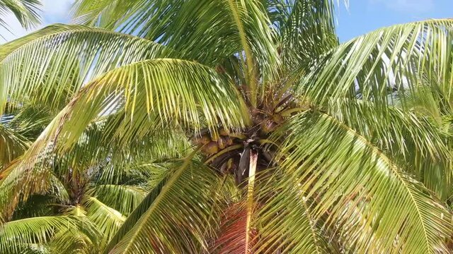 Aerial view of the coconuts on a palm tree at the beach, Dominican Republic