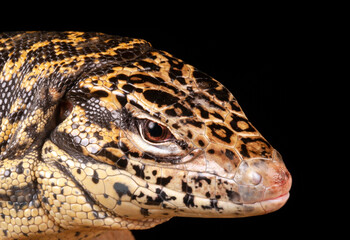 Golden Tegu (Tupinambis teguixin).