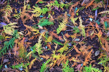 Fallen Cedar Leaves on Hiking Trail