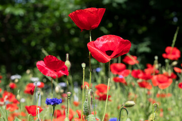 Naklejka premium Field of poppies