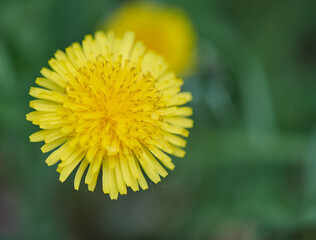Obraz premium one yellow dandelion growing in the meadow