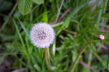 Macro photography of the seedhead of a dandelion