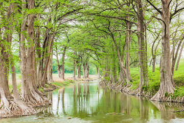 Trees along the Guadalupe River in the Texas hill country.