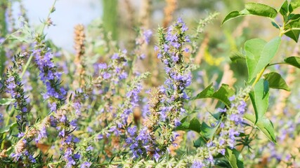 Purple lavender flowers on the field.