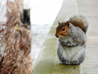 Gray Squirrel by the Lake