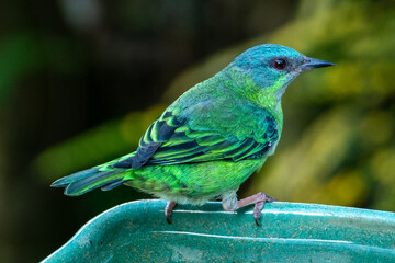 The blue dacnis (dacnis cayana) in the Atlantic Forest
