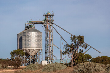 Wheat Silos - Pinnaroo, Mallee, South Australia