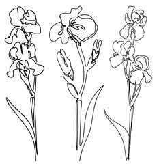 hand drawn Line art monoline flowers . Vector illustration