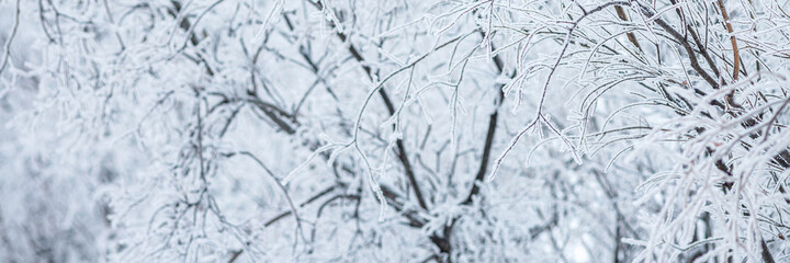 Snow and rime ice on the branches of bushes. Beautiful winter background with trees covered with hoarfrost. Plants in the park are covered with hoar frost. Cold snowy weather. Cool frosting texture.