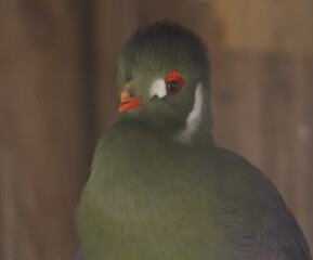 Preciosidad animal.